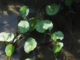 「香菇草」的圖片搜尋結果