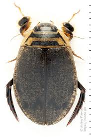 Attēlu rezultāti vaicājumam “Acilius sulcatus male”