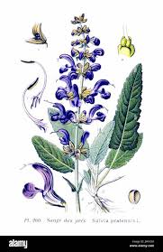 Image result for Salvia pratensis