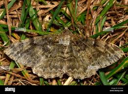 Attēlu rezultāti vaicājumam “Alcis repandata”