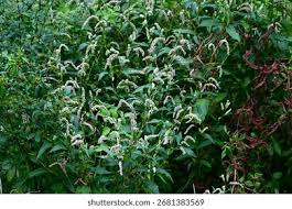 Attēlu rezultāti vaicājumam “Persicaria lapathifolia leaf”