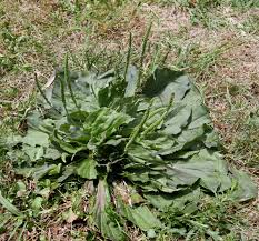 Attēlu rezultāti vaicājumam “Plantago uniflora leaf”