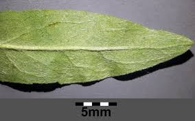 Attēlu rezultāti vaicājumam “Inula britannica leaf”