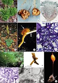 Attēlu rezultāti vaicājumam “Lycopodiaceae”