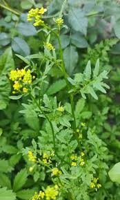 Attēlu rezultāti vaicājumam “Rorippa sylvestris”