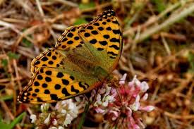 Attēlu rezultāti vaicājumam “Issoria lathonia”