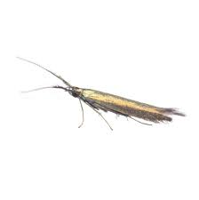 Attēlu rezultāti vaicājumam “Coleophora alticolella”