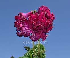 Image result for Streptocarpus