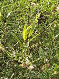 Attēlu rezultāti vaicājumam “Salix repens subsp. rosmarinifolia flower”