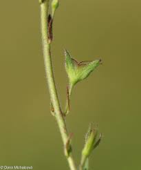 Attēlu rezultāti vaicājumam “Veronica chamaedrys bud”