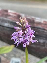 Attēlu rezultāti vaicājumam “Dactylorhiza fuchsii”