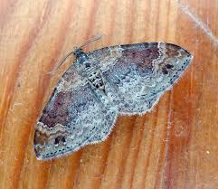 Attēlu rezultāti vaicājumam “Xanthorhoe spadicearia”