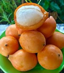 Attēlu rezultāti vaicājumam “Betula humilis fruit”