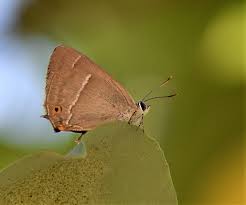 Attēlu rezultāti vaicājumam “Favonius quercus underside”