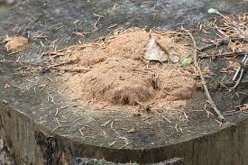 Attēlu rezultāti vaicājumam “Postia ptychogaster”