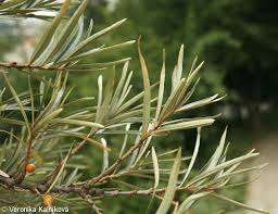 Attēlu rezultāti vaicājumam “Hippophae rhamnoides leaf”