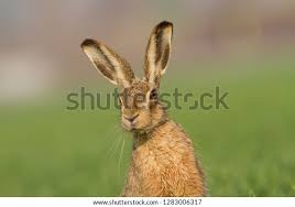 Attēlu rezultāti vaicājumam “Lepus europaeus”