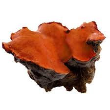 Attēlu rezultāti vaicājumam “Antrodia”