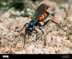 Attēlu rezultāti vaicājumam “Anoplius viaticus”