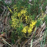 Attēlu rezultāti vaicājumam “Badhamia lilacina”