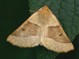 Attēlu rezultāti vaicājumam “Crocallis elinguaria imago”