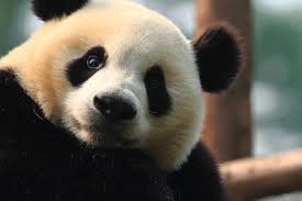 Image result for pandas