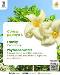 Image result for Carica papaya