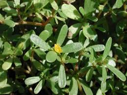 Attēlu rezultāti vaicājumam “Portulaca oleracea leaf”