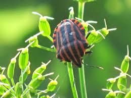 Attēlu rezultāti vaicājumam “Graphosoma lineatum nymph”