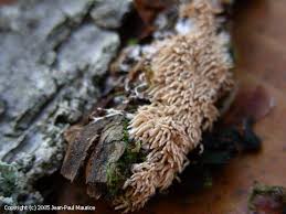 Attēlu rezultāti vaicājumam “Hydnocristella himantia”