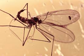 Attēlu rezultāti vaicājumam “Cecidomyiidae”