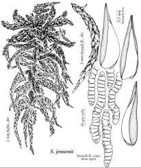 Attēlu rezultāti vaicājumam “Sphagnum sporophyte”