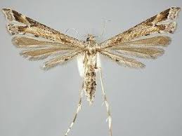 Attēlu rezultāti vaicājumam “Platyptilia tesseradactyla”