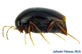 Attēlu rezultāti vaicājumam “Scaphisoma sp.”