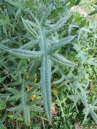 Attēlu rezultāti vaicājumam “Cirsium vulgare leaf”