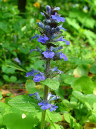 Attēlu rezultāti vaicājumam “Ajuga reptans”