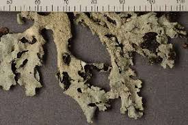 Attēlu rezultāti vaicājumam “Parmelia submontana”