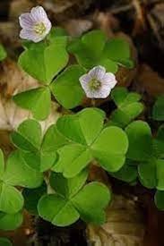 Attēlu rezultāti vaicājumam “Oxalis acetosella leaf”