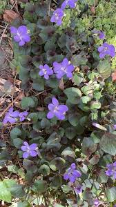 Attēlu rezultāti vaicājumam “Viola riviniana leaf”