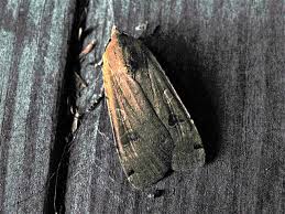 Attēlu rezultāti vaicājumam “Orthosia sp.”