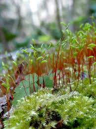 Attēlu rezultāti vaicājumam “Herzogiella seligeri”