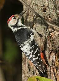 Attēlu rezultāti vaicājumam “Dendrocopos leucotos”