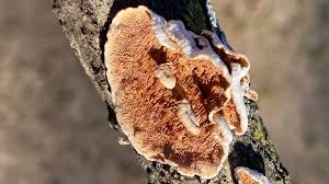 Attēlu rezultāti vaicājumam “Steccherinum bourdotii”