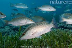 Image result for Lutjanus griseus