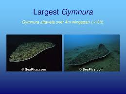 Image result for Gymnura natalensis