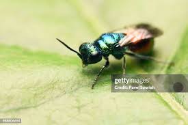 Attēlu rezultāti vaicājumam “Chrysididae”