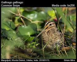 Attēlu rezultāti vaicājumam “Gallinago gallinago”