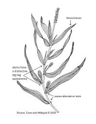 Attēlu rezultāti vaicājumam “Potamogeton praelongus leaf”