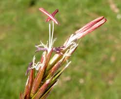 Attēlu rezultāti vaicājumam “Anthoxanthum odoratum fruit”