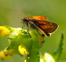 Attēlu rezultāti vaicājumam “Adela cuprella”